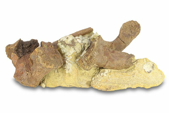 Fossil Dinosaur Bones & Tendons in Sandstone - Wyoming #292619